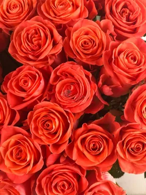 Фотография розы с возможностью выбора размера