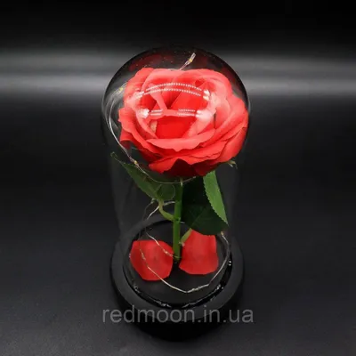 Красивые фото вечной розы в jpg, png, webp форматах