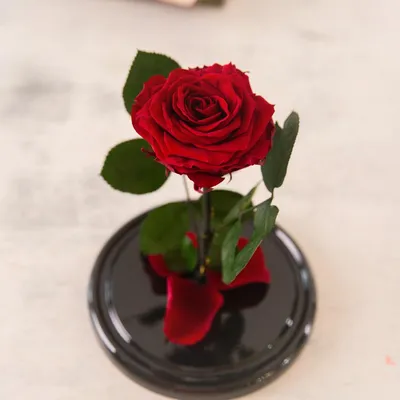 Трогательные фотографии вечных роз различных размеров