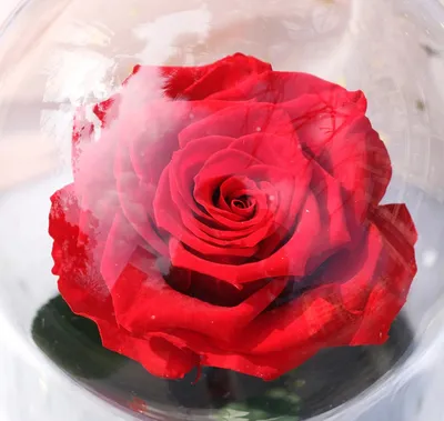 Удивительные фотки вечной розы, чтобы вас вдохновить