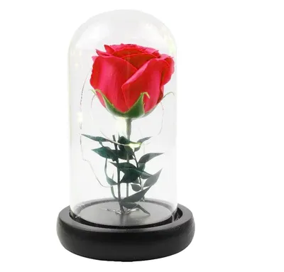 Фотки вечной розы в высоком разрешении для вашего выбора