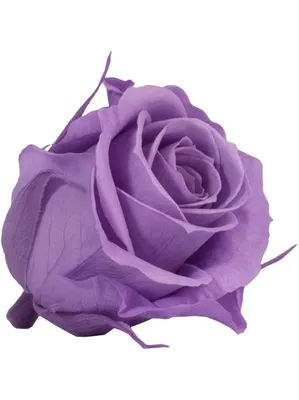 Фантастические фото вечной розы, чтобы придать особый шарм вашему дому