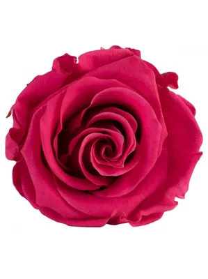 Превосходные фото розы для ценителей природы