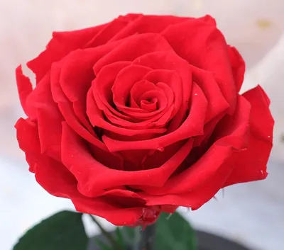 Удивительные снимки вечной розы в jpg, webp форматах