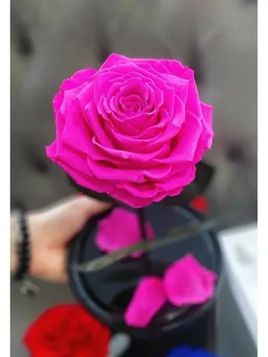 Уникальные фото розы в разных форматах для скачивания