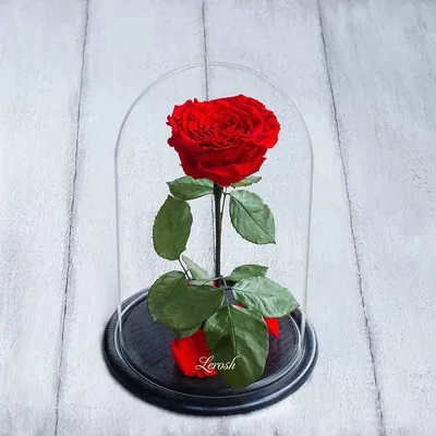 Фото вечной розы для вашего выбора
