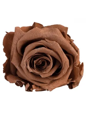Великолепные снимки вечных роз различных размеров