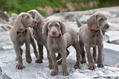 Собаки породы веймаранер на фото: полное описание породы