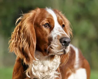 Вельш-спрингер-спаниель: портрет красивой собаки