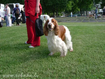 Фото вельш-спрингер-спаниеля: собака играет с мячом