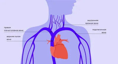 Фотография венозной системы: Высококачественное изображение вен (WebP)