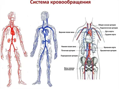 Фотоинтерес: Изображение венозной сети человека в формате WebP