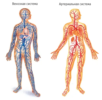 Эксклюзивные детали: Вена человека в формате WebP для скачивания