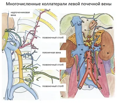 Открой новые грани: Вена человека в высоком разрешении (PNG)