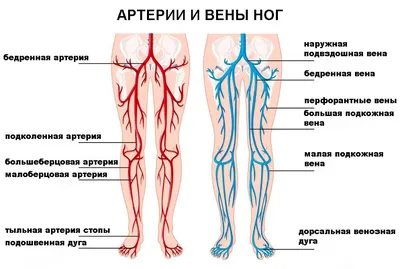 Анатомия красоты: Фотография вен человека в формате WebP