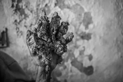Венерическая болезнь черная роза: Фотография розы с выбором формата скачивания