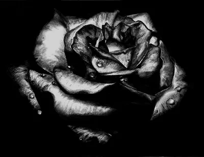 Фотка: Черная роза с венерической болезнью в формате webp, с возможностью редактирования