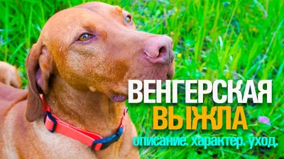 Фотографии собаки Венгерской выжлы в формате JPG