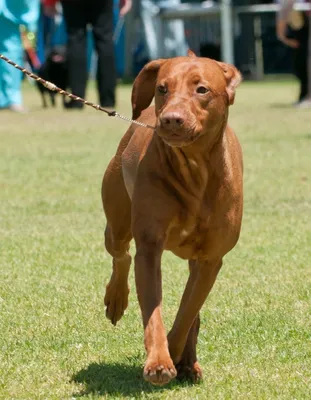 Собака Венгерская выжла на фотографиях: выберите формат