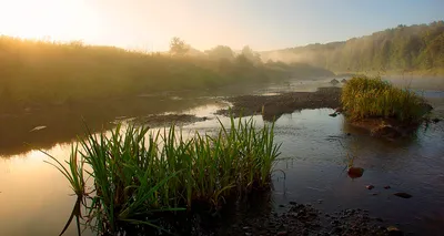 Фото Вепсского леса в Full HD: ощутите каждую текстуру