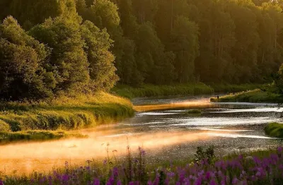 Фотографии леса Вепсского на 4K: улавливайте детали в высоком разрешении