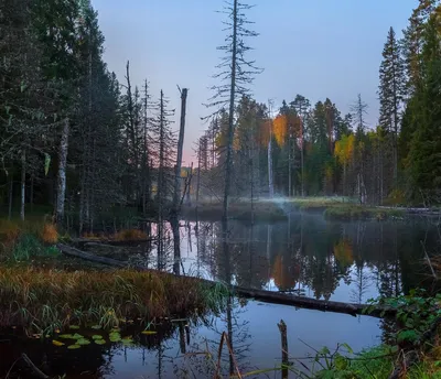 Очарование Вепсского леса на фотографиях