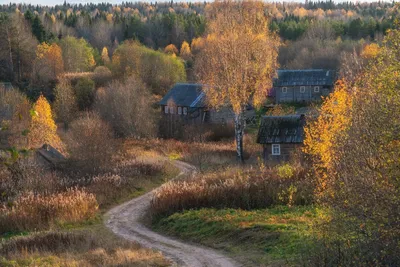 Фото Вепсского леса: величие девственной природы