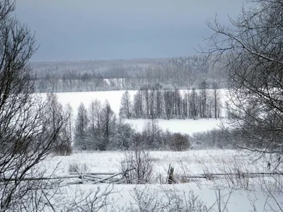 Потрясающий Вепсский лес на фото: глубина и разнообразие природы