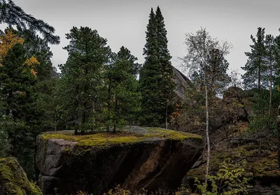 Фотоэкскурсия по удивительному Вепсскому лесу