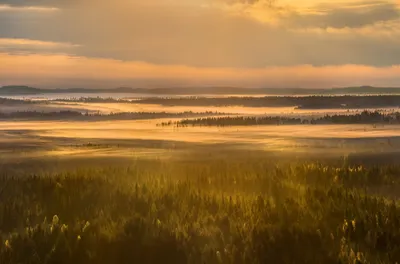 Заглянуть внутрь Вепсского леса через объектив фотокамеры