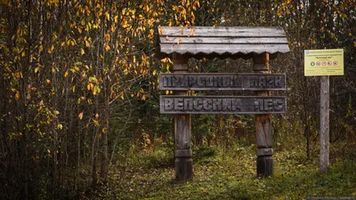 Обои на телефон: великолепные фото Вепсского леса