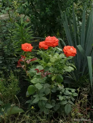 Нежный цветок: Верано роза в формате png