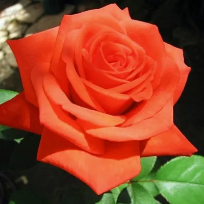 Роскошь природы: Верано роза на изображении
