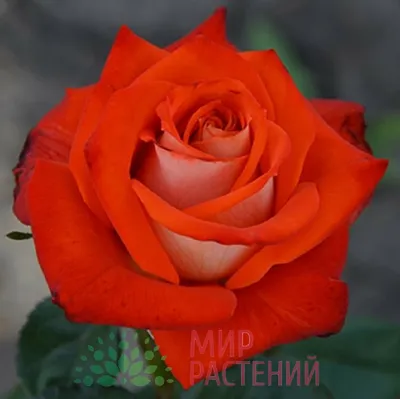 Величие цветка: Верано роза - прекрасная фотография