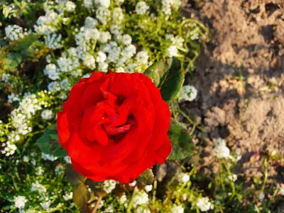 Утонченная элегантность: Верано роза в формате png