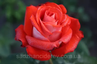 Лепестковая красота: Верано роза - фото, неотразимое изображение