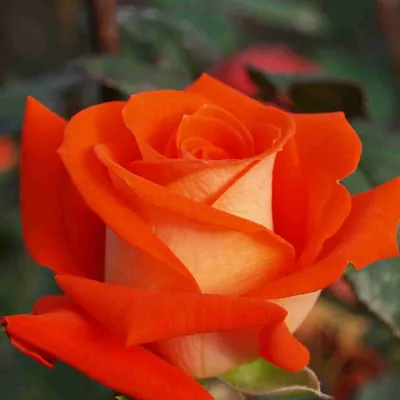 Феерический цветок: Верано роза на фото