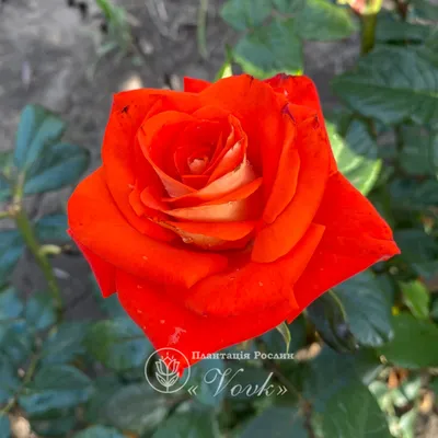 Пробуждение красоты: Верано роза в png формате
