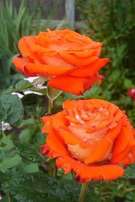 Чарующая эстетика: Верано роза в webp - фотография