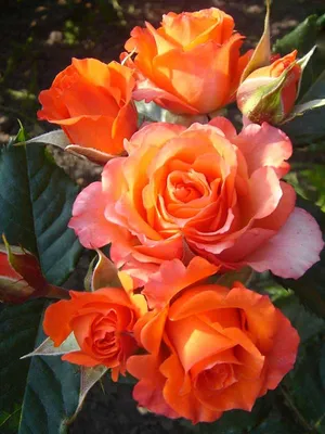 Шедевр природы: Верано роза в формате webp