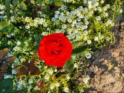 Изящество природы: Верано роза - фото из коллекции Розы