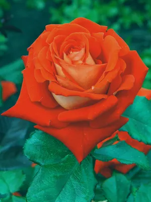 Волшебные лепестки: Верано роза на фото