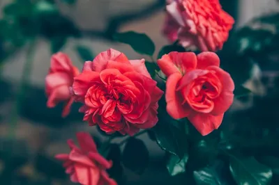 Шарм природы: Верано роза на фото