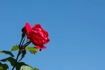 Розовая прелесть: Верано роза в формате png