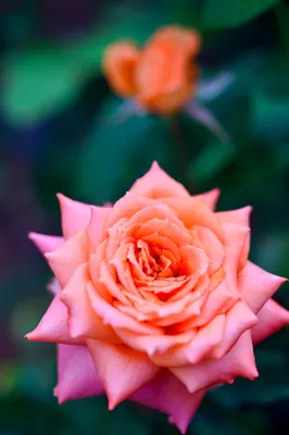 Волшебное очарование: Верано роза на картинке