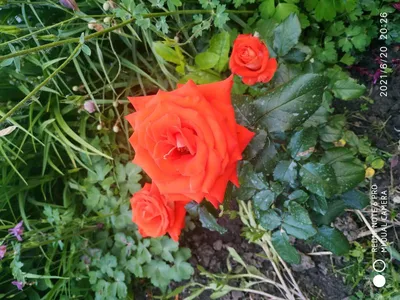 Розовая краса: Верано роза - прекрасная фотография