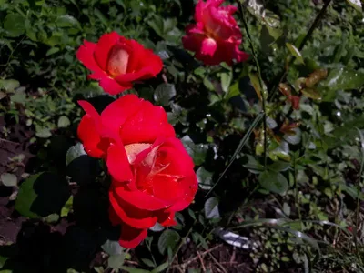 Магия роз: Верано роза - фото из коллекции Розы