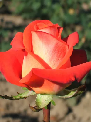Розовый оазис: Верано роза в формате jpg