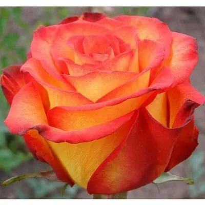 Великолепня роза: Верано роза на фото