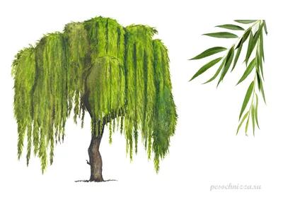 Природа в фотографиях - Верба дерево (новое, изображение, бесплатно)